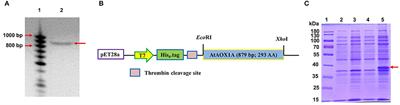 Structural and Biophysical Characterization of Purified Recombinant Arabidopsis thaliana's Alternative Oxidase 1A (rAtAOX1A): Interaction With Inhibitor(s) and Activator